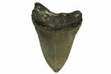 Fossil Megalodon Tooth - North Carolina #328016-1
